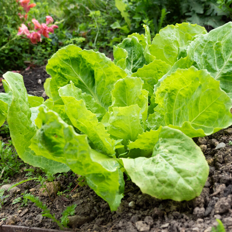 Curly endive - Golden Giant