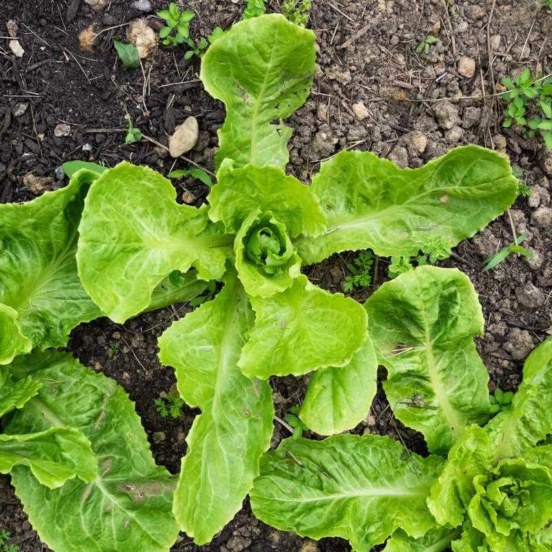 Curly endive - Golden Giant