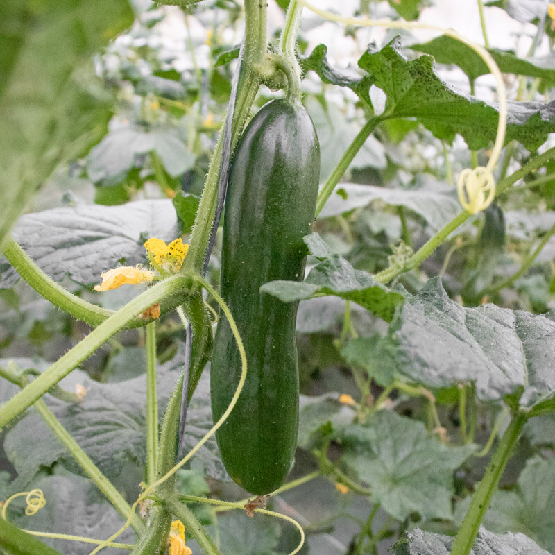 Cucumbers - Vert Long Maraicher