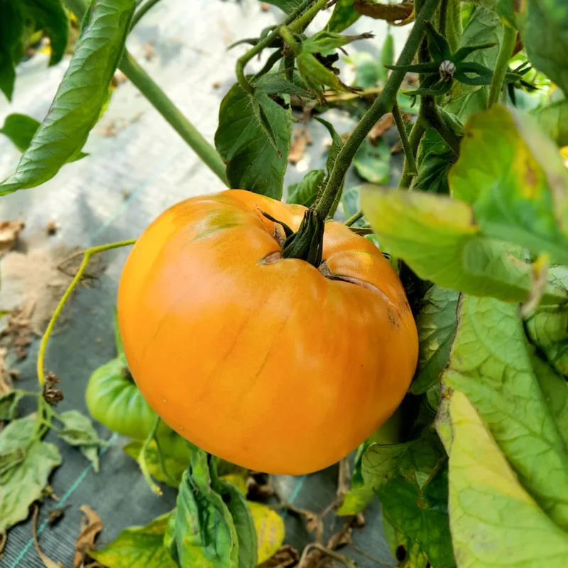 Tomatoes - Summer Cider Apricot