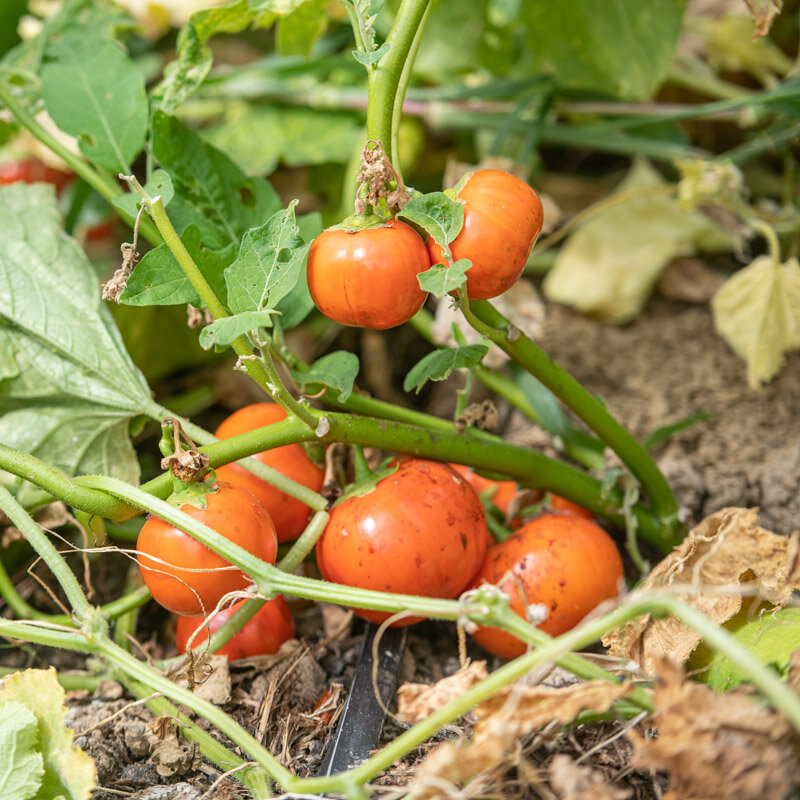 Bitter eggplants - Brazilian Oval Orange