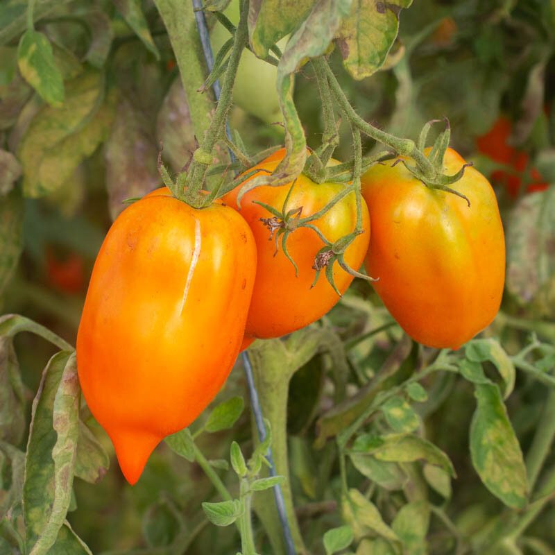 Tomatoes - Des Andes Orange