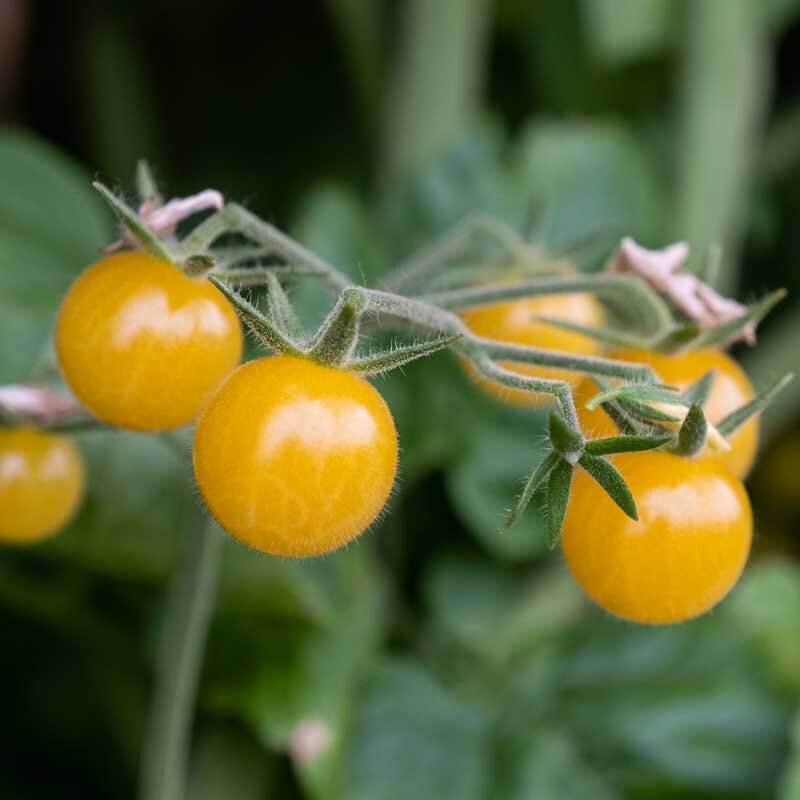 Cherry tomatoes - Champagne