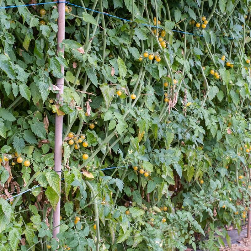 Cherry tomatoes - Champagne