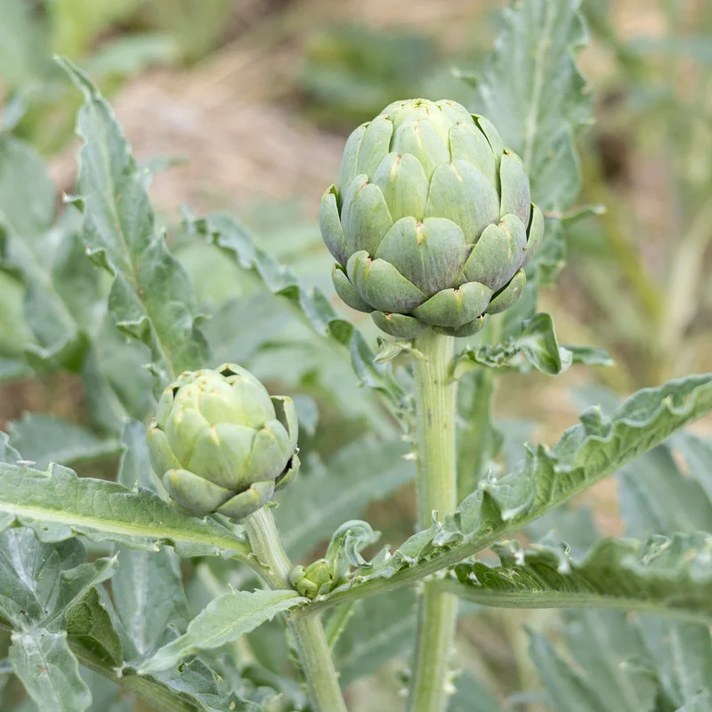 Artichokes - Tavor