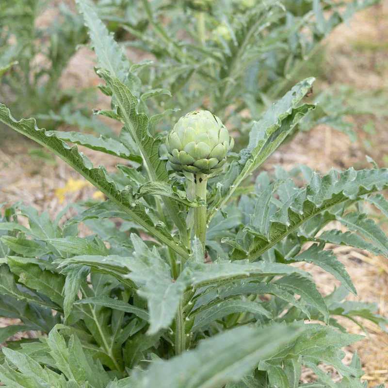 Artichokes - Tavor