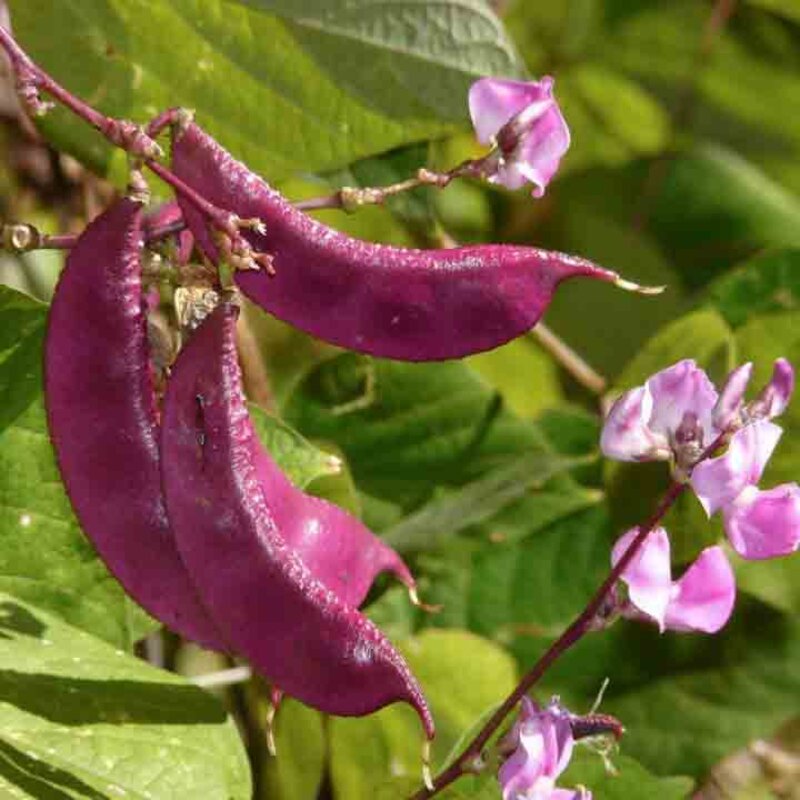 Cowpea - Lablab purpureus