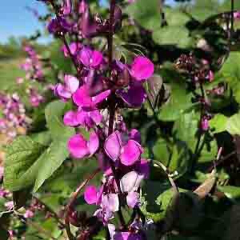 Cowpea - Lablab purpureus