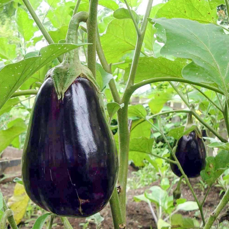 Eggplants - Monstrueuse de New York