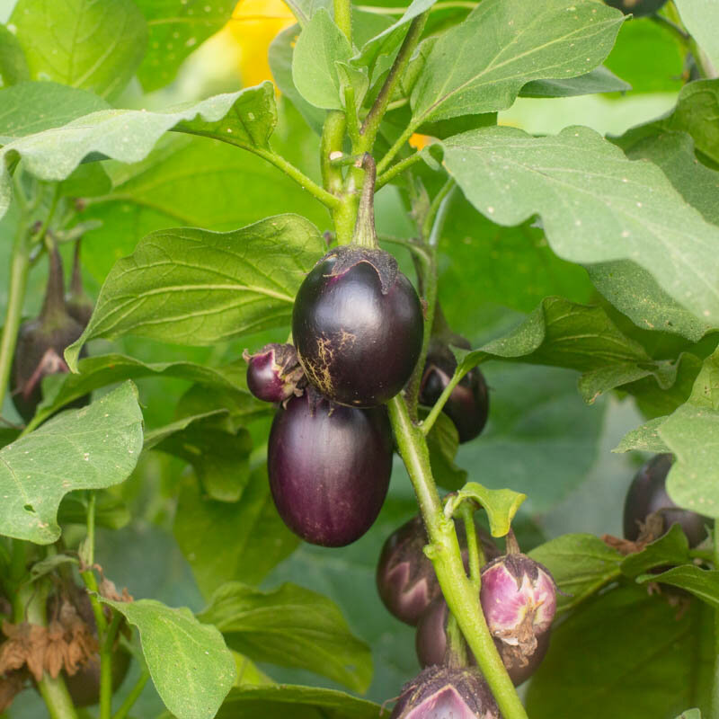 Eggplants - Bambino