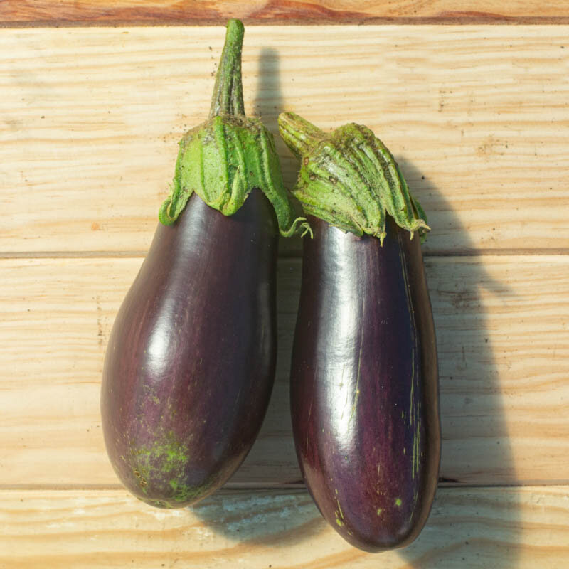 Eggplants - Kazakhstan