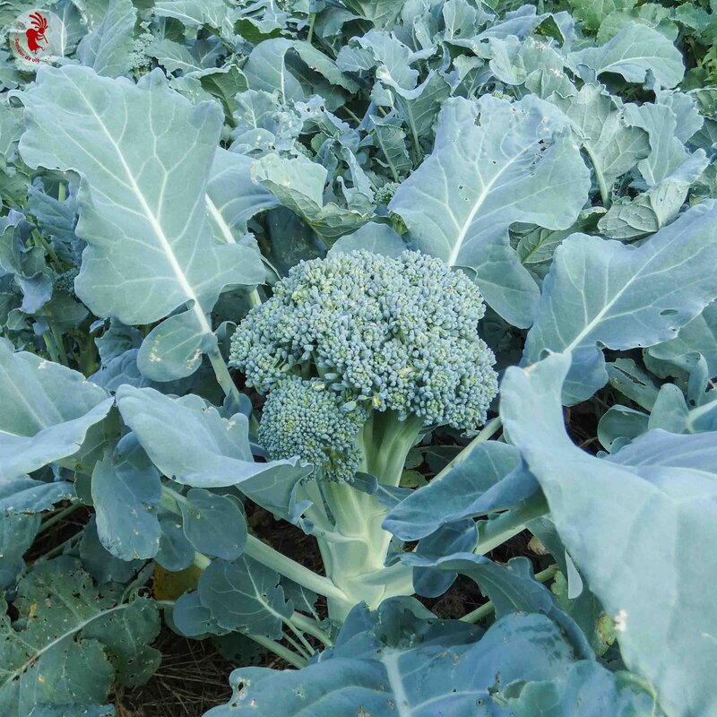 Broccoli - Thompson