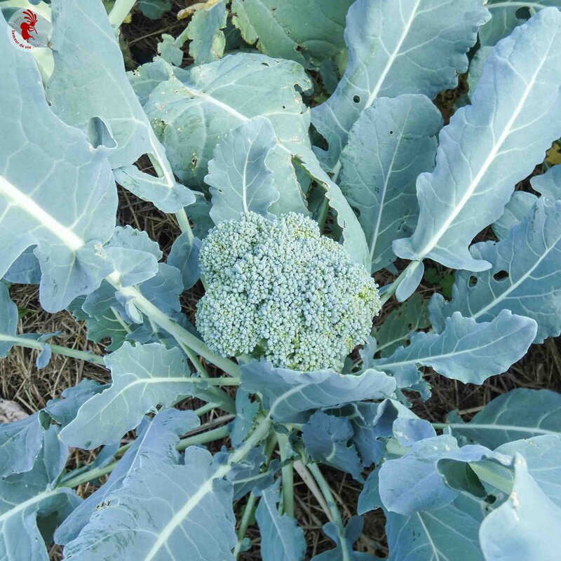 Broccoli - Thompson