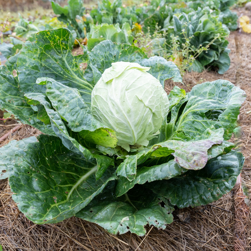 Cabbage - Bacalan de Limoges