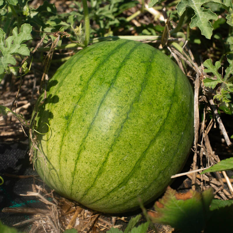 Watermelons - Cekirdegi Oyali