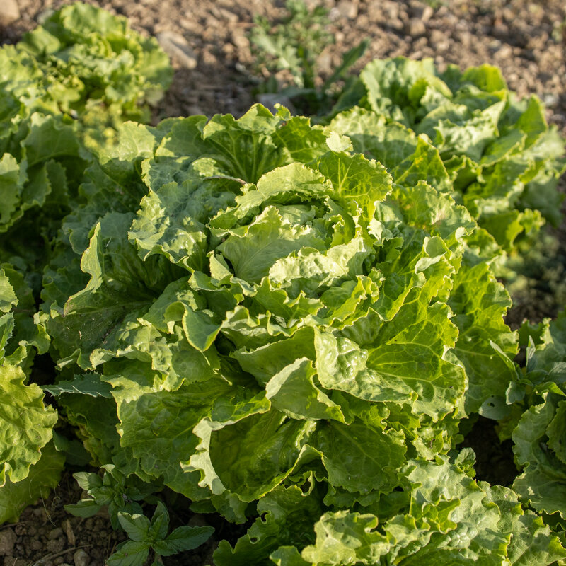 Lettuces - Blonde de Saint Étienne