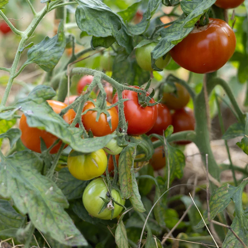 Tomatoes - Legend