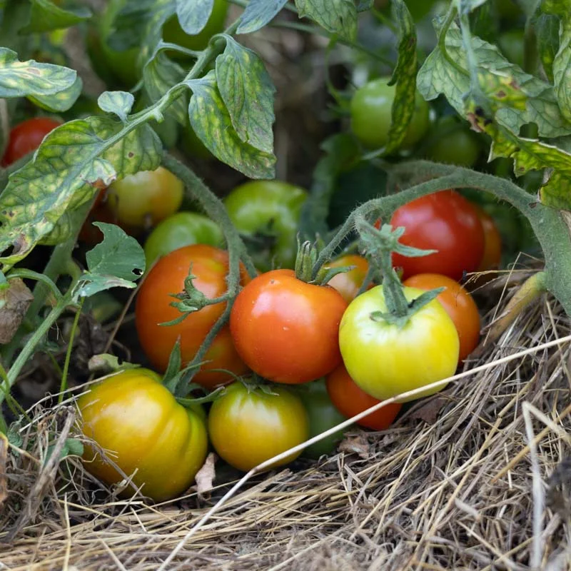 Tomatoes - Legend