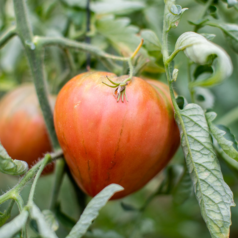 Tomatoes - Rose de Cagnolle