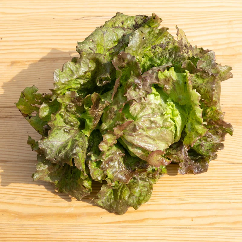 Lettuces - Lioba