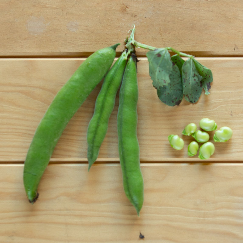 Broad bean - Longue de Belgique