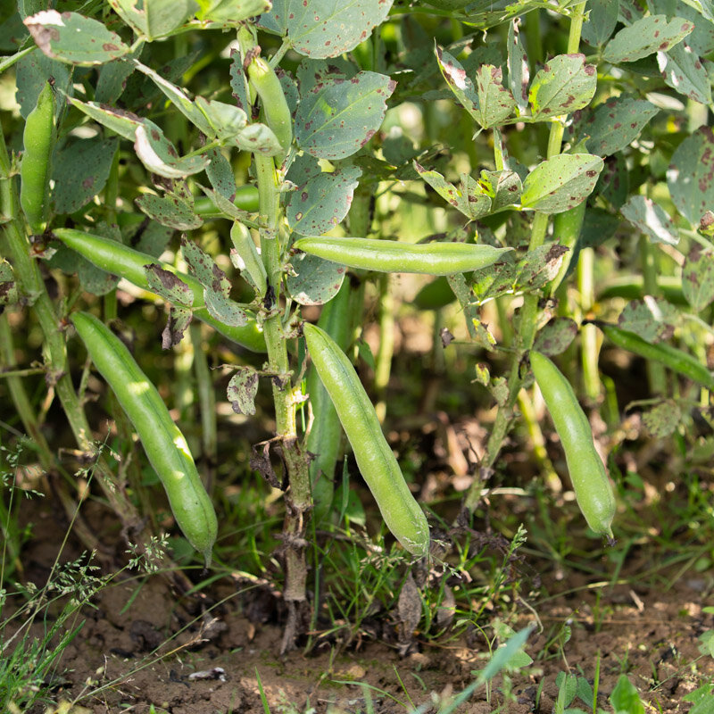 Broad bean - Longue de Belgique