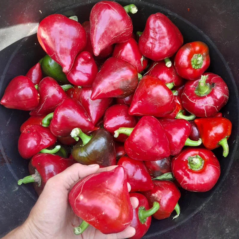 Peppers - Lesya