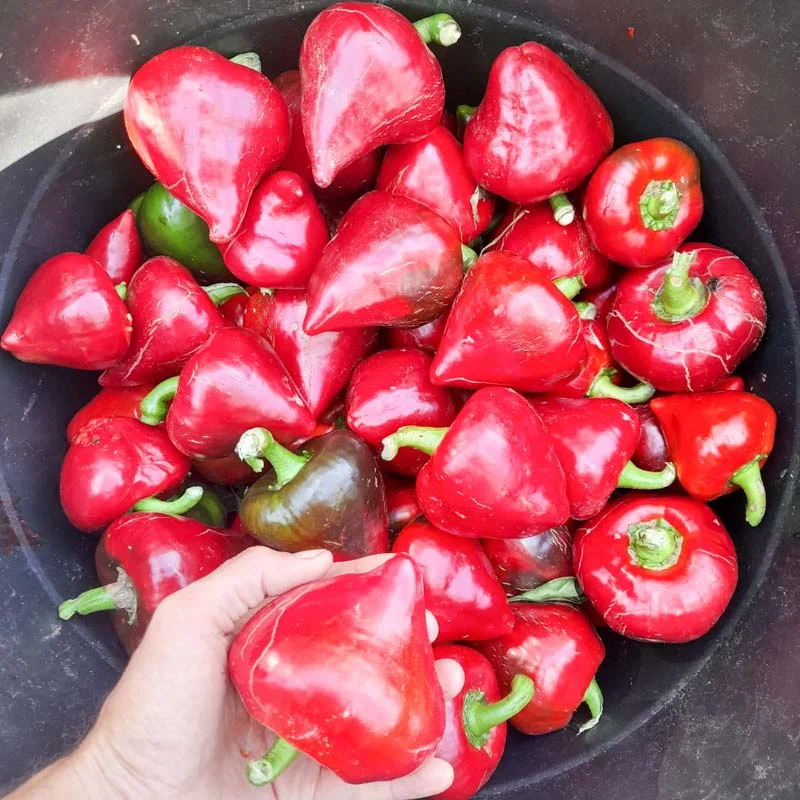 Peppers - Lesya