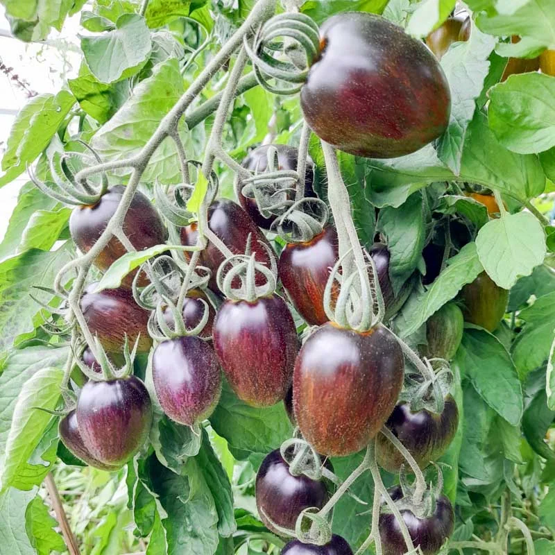 Cherry tomatoes - Brad's Atomic Grape