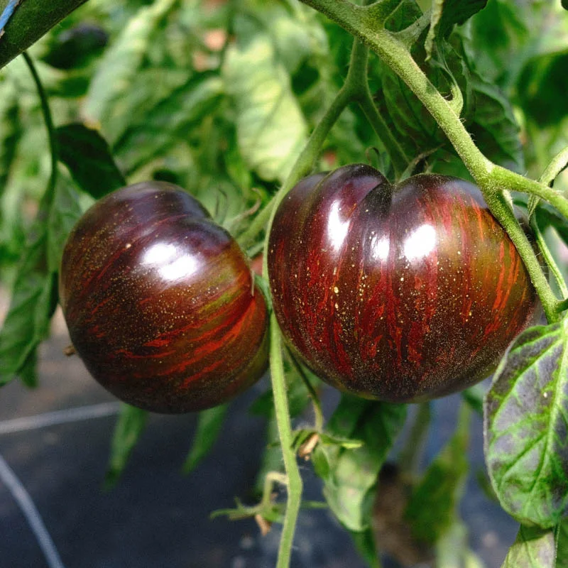 Tomatoes - Marsha's Starfighter Beefsteak