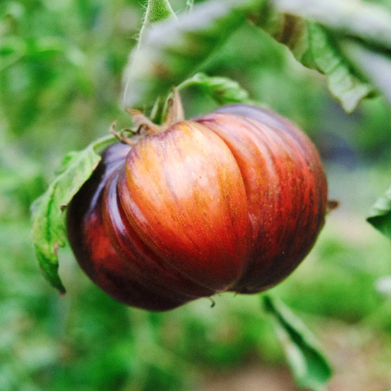 Tomatoes - Marsha's Starfighter Beefsteak