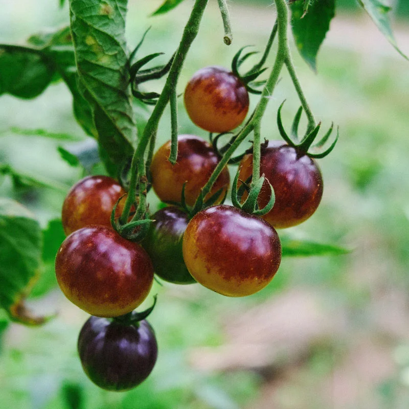 Cherry tomatoes - Awesome Emma