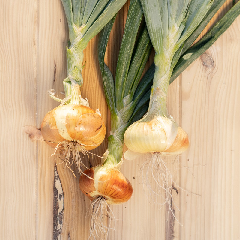 Onions - Jaune Paille des Vertus