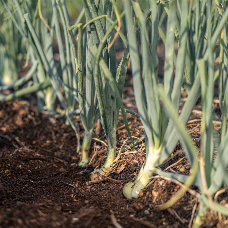 Onions - Jaune Paille des Vertus