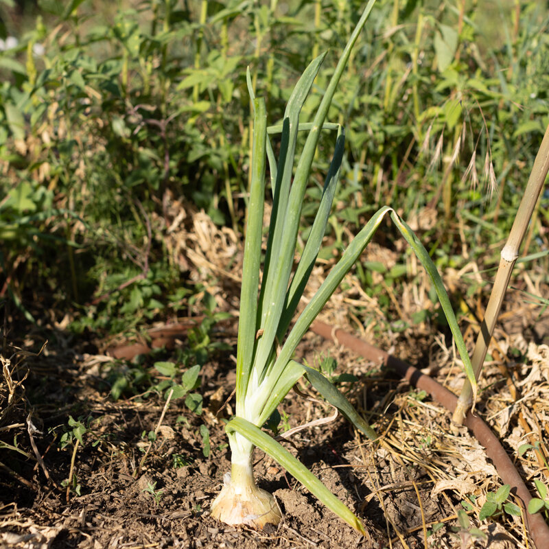 Onions - Parma gilt