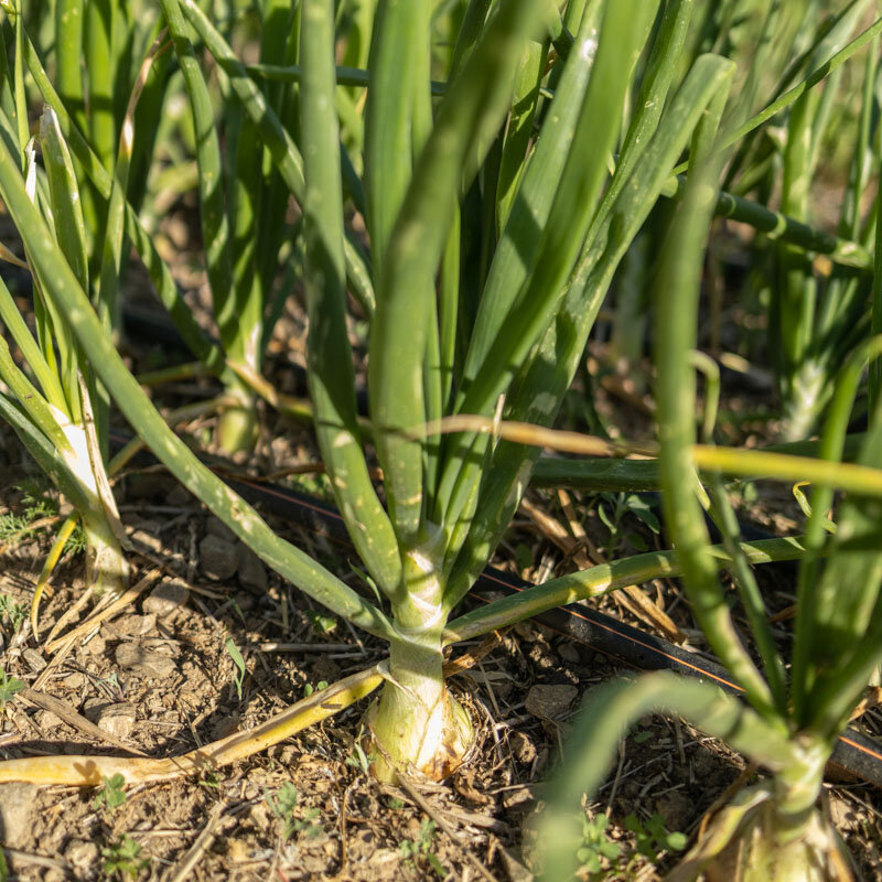 Onions - Valencia