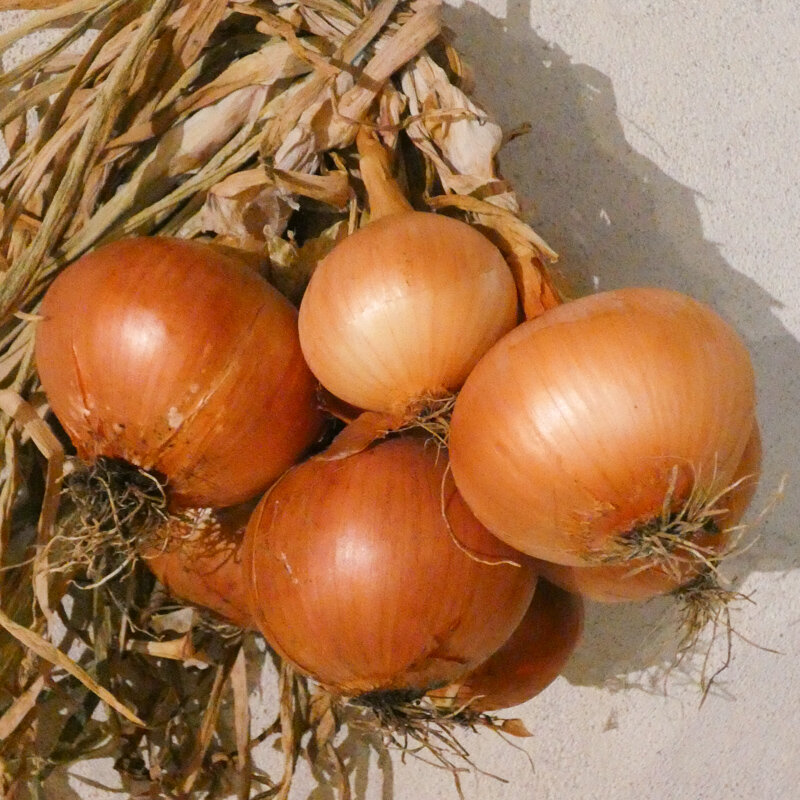 Onions - Maria Nagy's Transylvanian Yellow