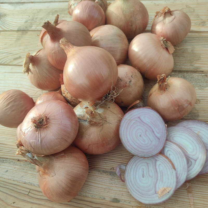 Onions - Rosé d'Armorique