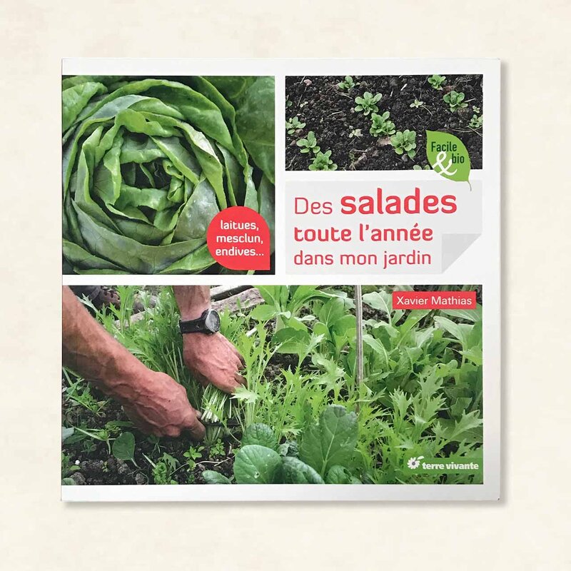 Organic garden - Salads all year round in my garden. Lettuces, mescluns, endives...
