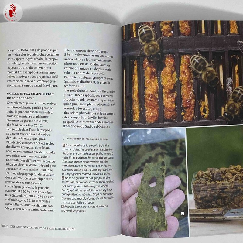 Home-made - Health through bees - Benefits and limitations of apitherapy