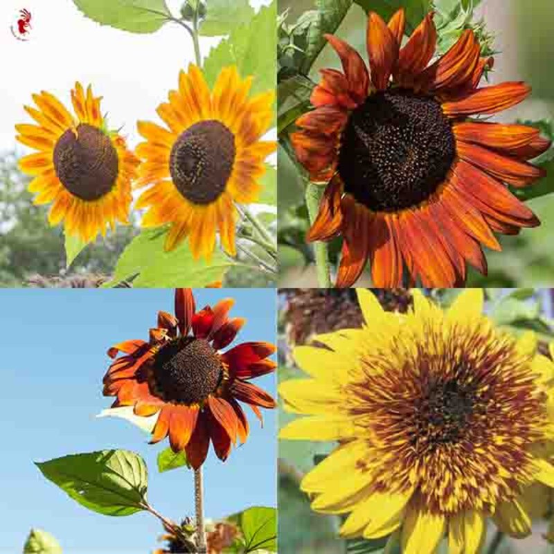 Sunflowers - Mix of Colours