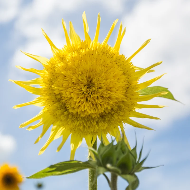 Sunflowers - Mix of Colours