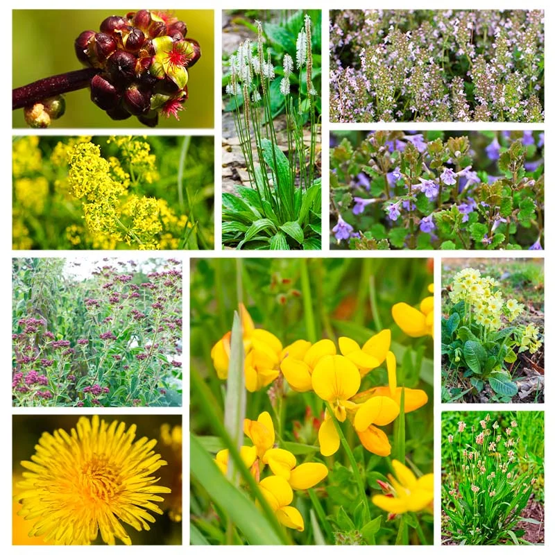 Flower mixtures - Wildflower Grass - La Vie Partout