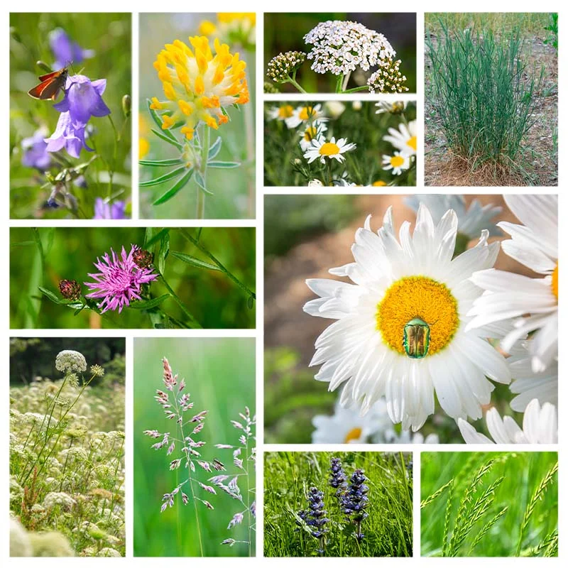 Flower mixtures - Wildflower Grass - La Vie Partout