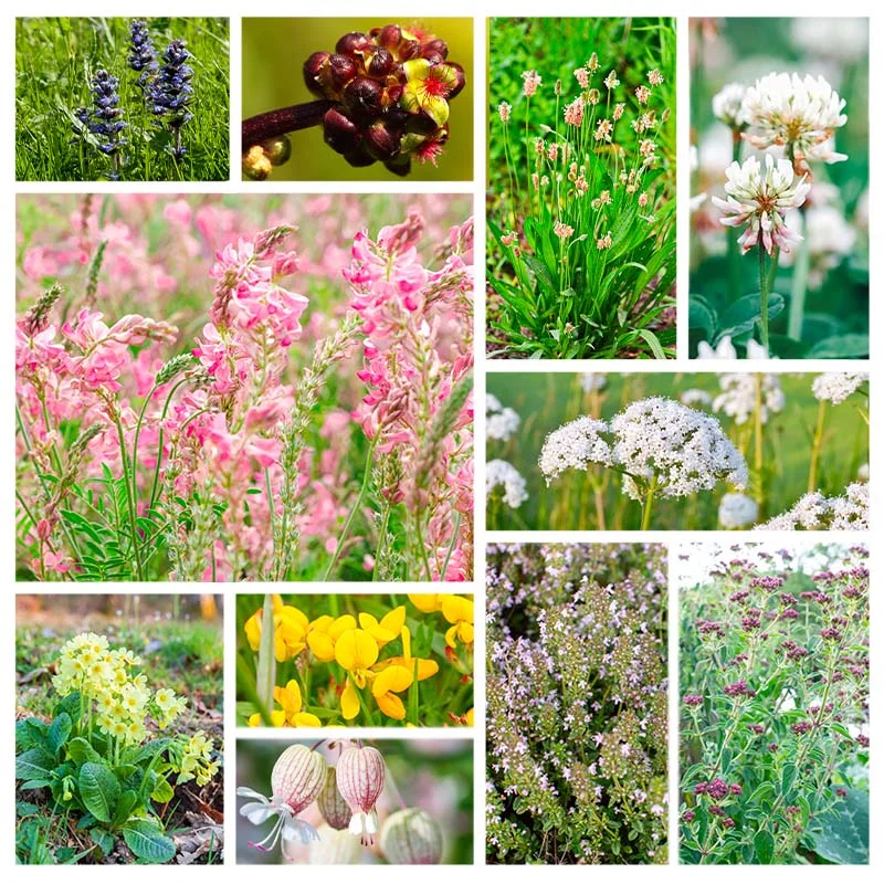 Flower mixtures - Wild Flower Meadow