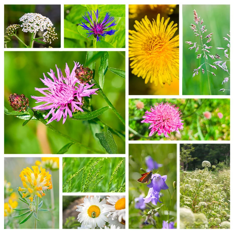 Flower mixtures - Wild Flower Meadow