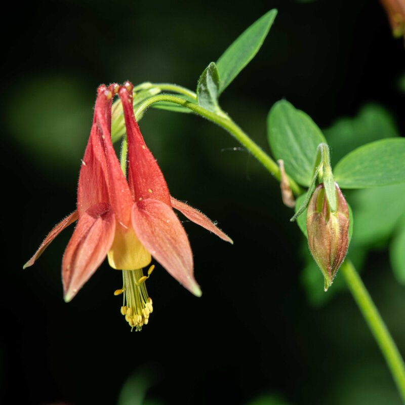 Ancolies - Aquilegia canadensis