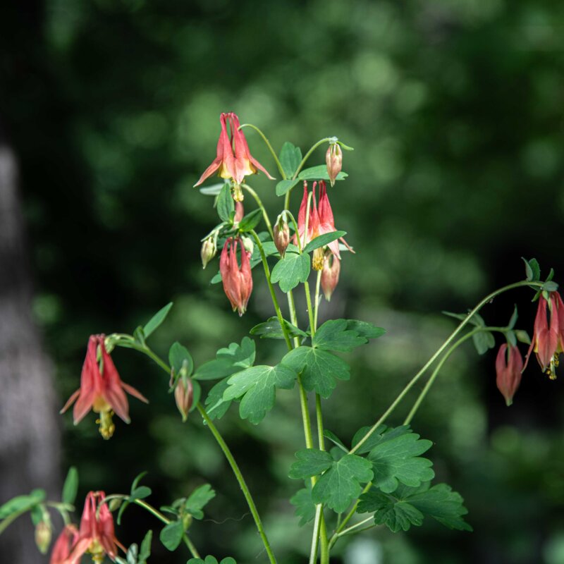 Ancolies - Aquilegia canadensis