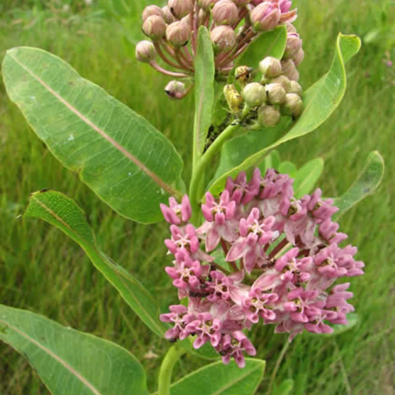 Asclepias - Sullivant Asclepiade