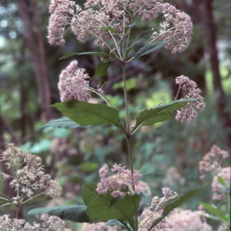 Eupatorium - Eupatorium purpureum